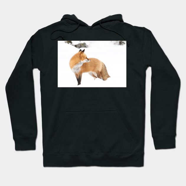 Red Fox - Algonquin Park Hoodie by Jim Cumming